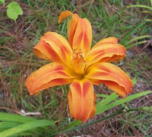 Day Lily-2015